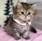 ミヌエット(長足)