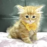 ミヌエット(長足)【愛知県・女の子・2025年3月31日・レッドタビー】の写真1