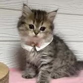 ミヌエット(長足)