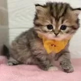 ミヌエット(長足)