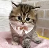 ミヌエット(長足)