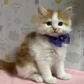 ミヌエット(長足)