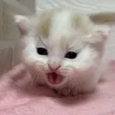 ミヌエット(短足)