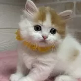 ミヌエット(短足)