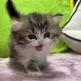 ミヌエット(長足)【愛知県・女の子・2024年12月19日・ブラウンパッチドタビー&ホワイト】の写真1