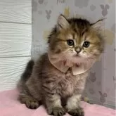 ミヌエット(長足)