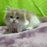 ミヌエット(短足)【愛知県・女の子・2024年11月20日・クリームタビー&ホワイト】の写真2