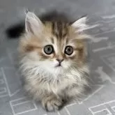 ミヌエット(短足)【愛知県・男の子・2024年11月28日・ブラウンタビー】の写真2