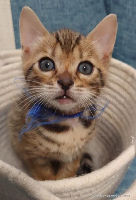 ID：2206-01591の子猫