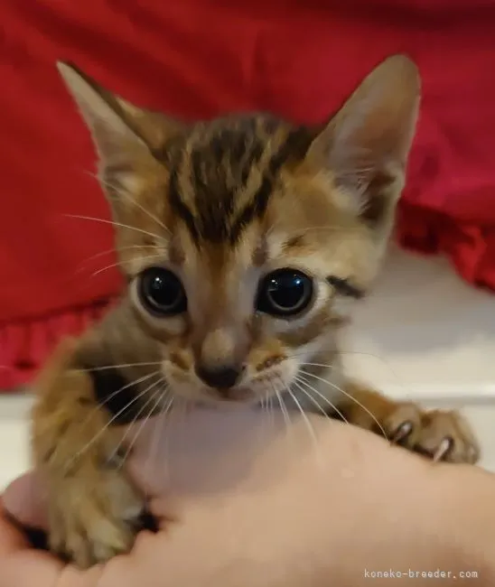 ID：2203-01070の子猫