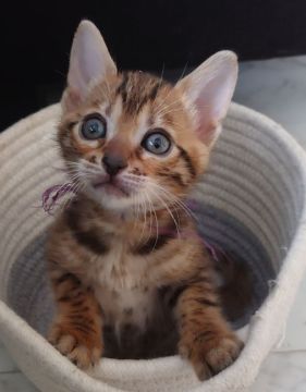 ベンガル【愛知県・女の子・2022年5月6日・ブラウンスポッテッドタビー】の写真「ロゼットがきれいに出てきました(*^^*)！」