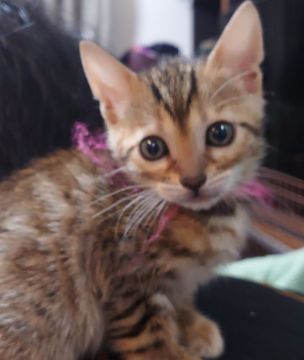 ベンガル【愛知県・女の子・2021年12月22日・ブラウンスポッテッドタビー】の写真「とても人懐っこくて甘えん坊★」