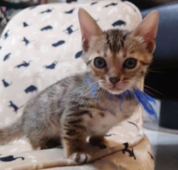 ベンガル【愛知県・男の子・2022年1月29日・ブラウンスポッテッドタビー】の写真「とっても人懐っこいイケメン君です★」