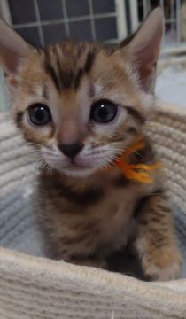 ベンガル【愛知県・女の子・2022年1月13日・ブラウンスポッテッドタビー】の写真「とても人懐っこくて甘えん坊★」