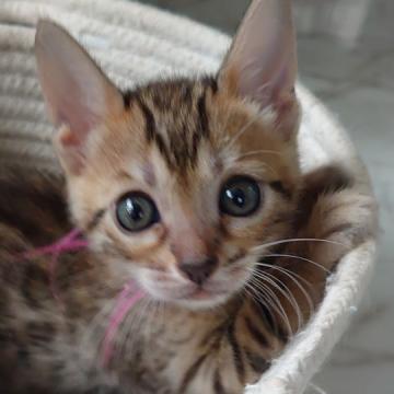 ベンガル【愛知県・女の子・2022年5月6日・ブラウンスポッテッドタビー】の写真「おめめパッチリの美人さん♡♡」