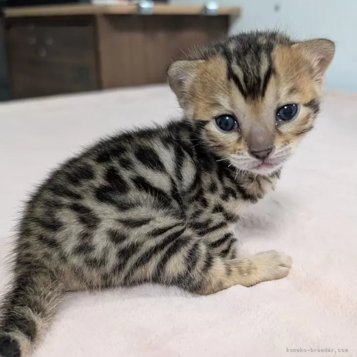 ベンガル【愛知県・女の子・2025年10月29日・ブラウンスポテッドタビー(ロゼット)】の写真1