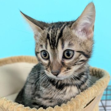 ベンガル【愛知県・男の子・2024年10月18日・ブラウンスポッテッドタビー】の写真「クリスマス特別セール🌟」