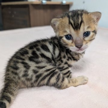 ベンガル【愛知県・女の子・2025年10月29日・ブラウンスポテッドタビー(ロゼット)】の写真「お目々くりくりの美人さん♡」