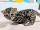 ベンガル【愛知県・女の子・2025年10月29日・ブラウンスポテッドタビー(ロゼット)】の写真2