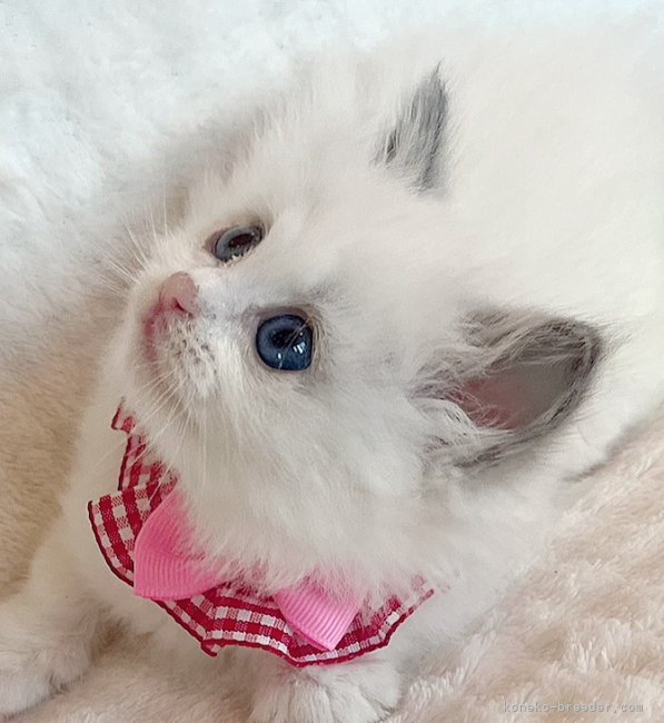 細川こずえブリーダーのブログ：🌼.*ラグドールの天使たち🐱ྀི新しい家族を募集中(*´˘`*)♡🌼.*