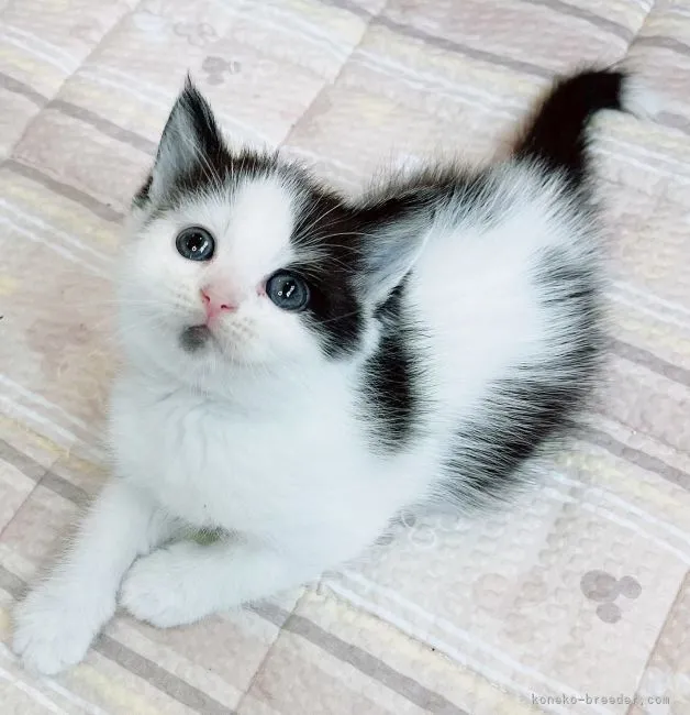 E.S 様のお迎えした子猫