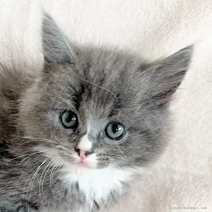 ID:2409-02963の子猫