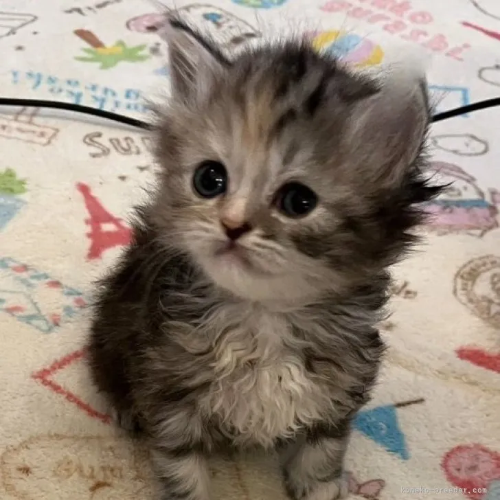 ID:2304-02023の子猫
