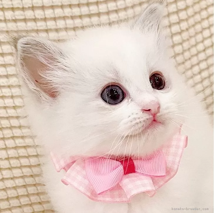 ID:2408-02122の子猫