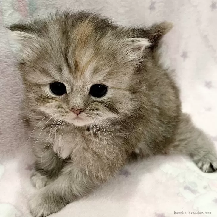 ID：2404-00778の子猫