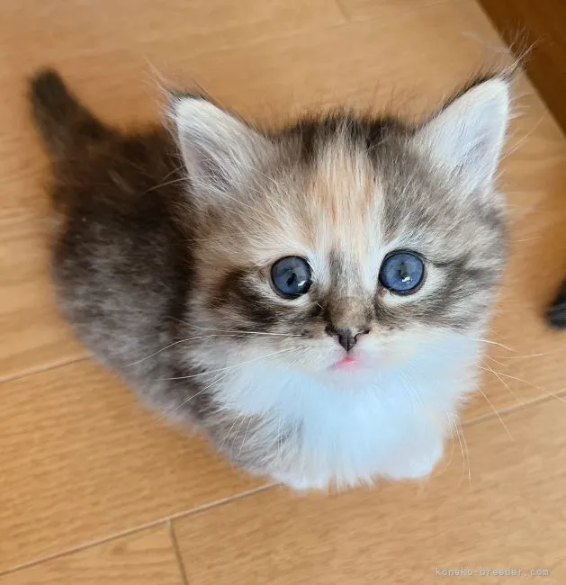 ID：2111-01633の子猫