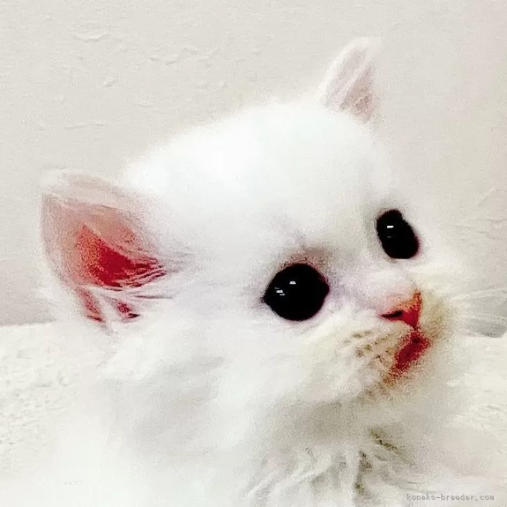 M.T 様のお迎えした子猫