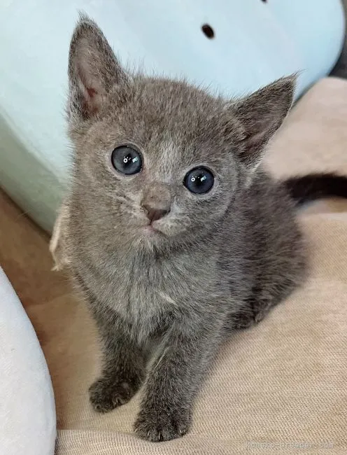 ID:2205-02259の子猫