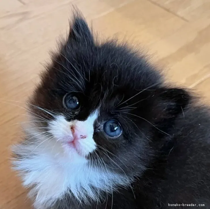 ID:2306-01849の子猫