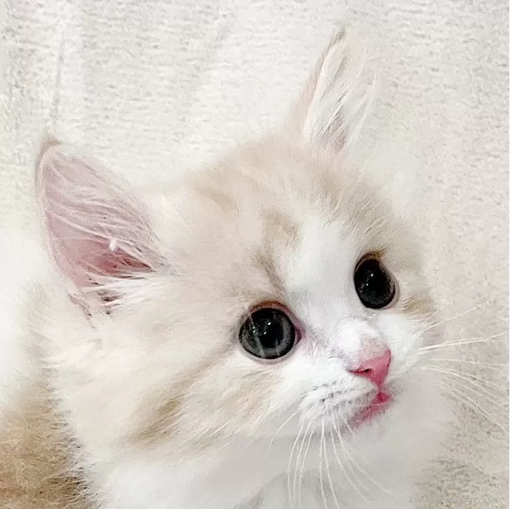 ID：2409-00755の子猫