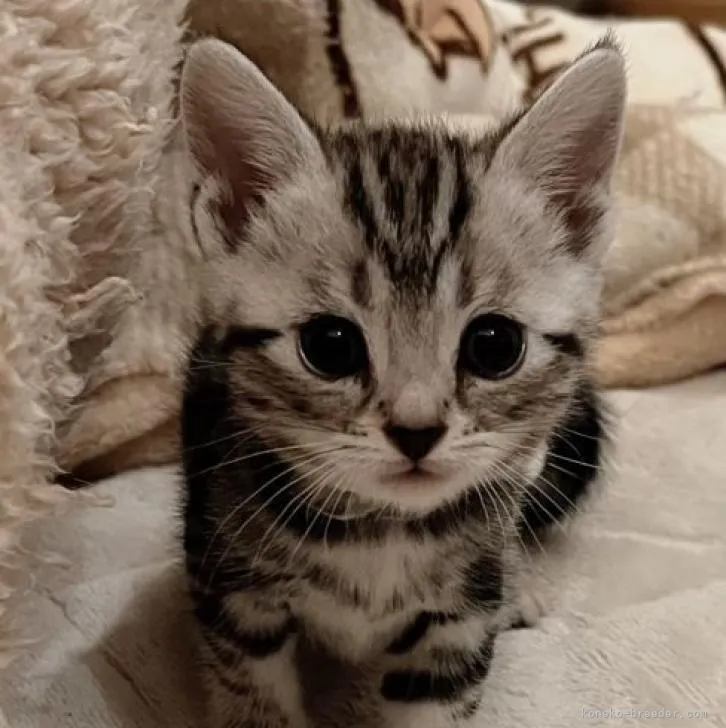 ID:2212-02063の子猫