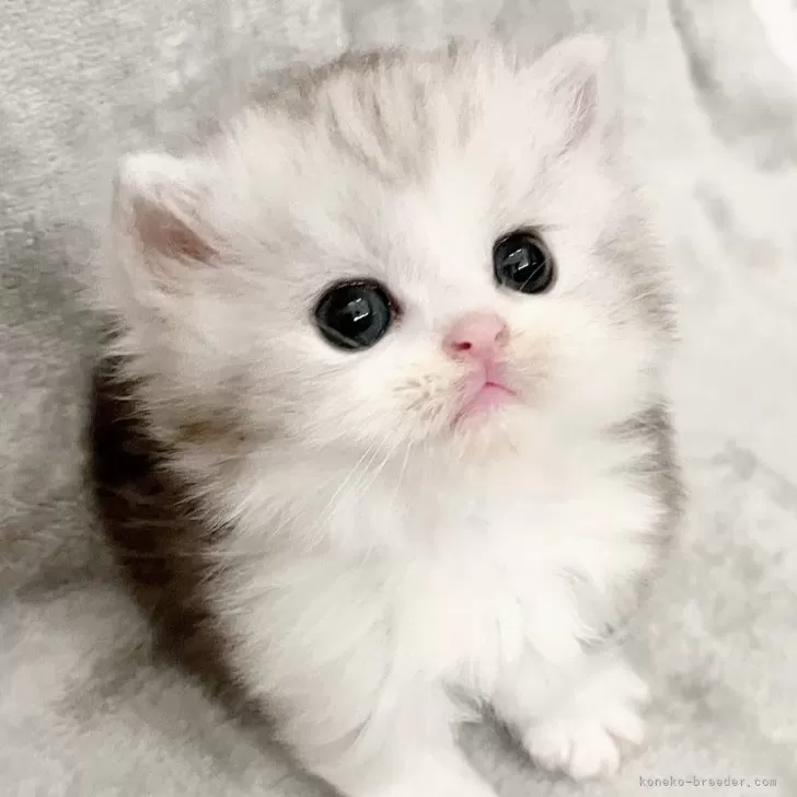 ID：2405-00496の子猫