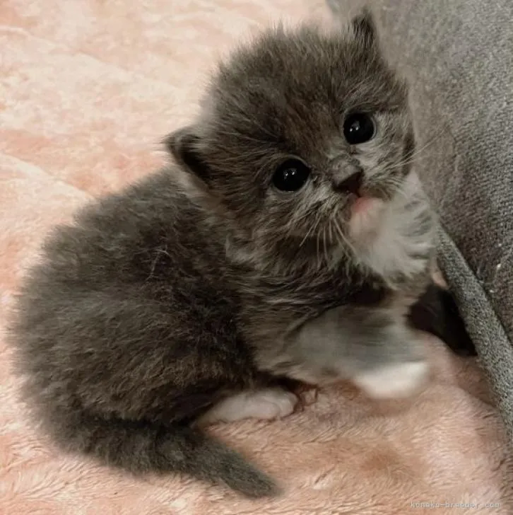 ID：2301-01416の子猫