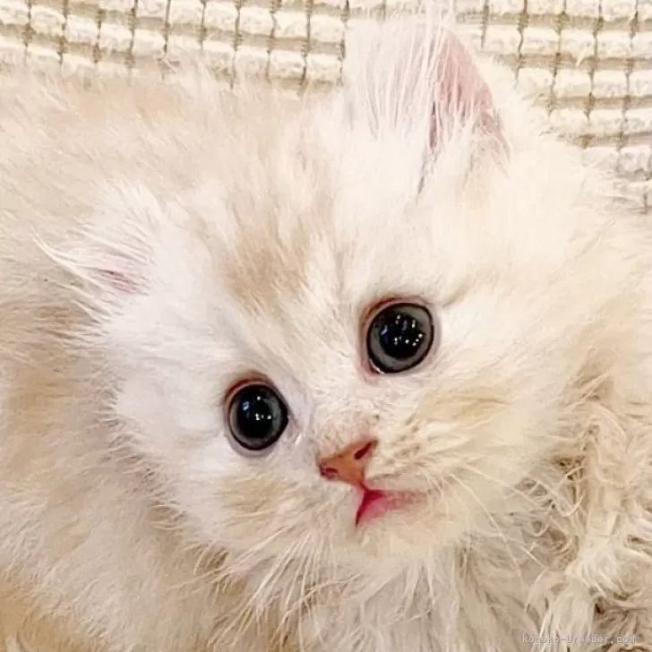 ID：2409-01597の子猫