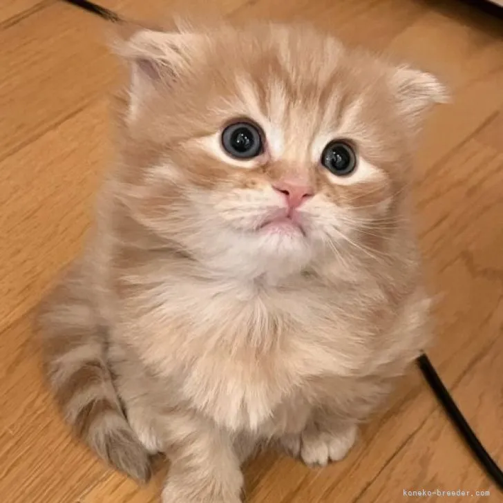 ID:2304-01946の子猫