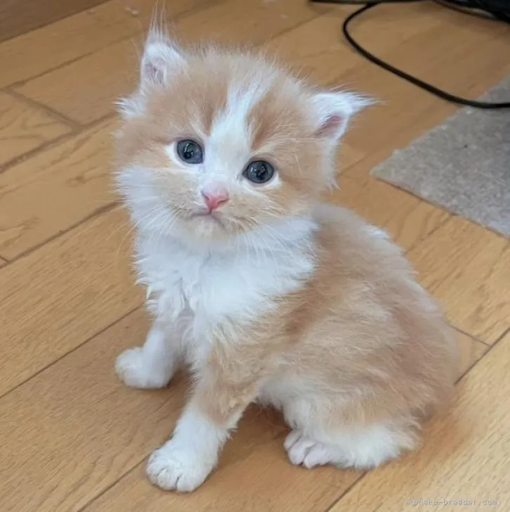かず 様のお迎えした子猫