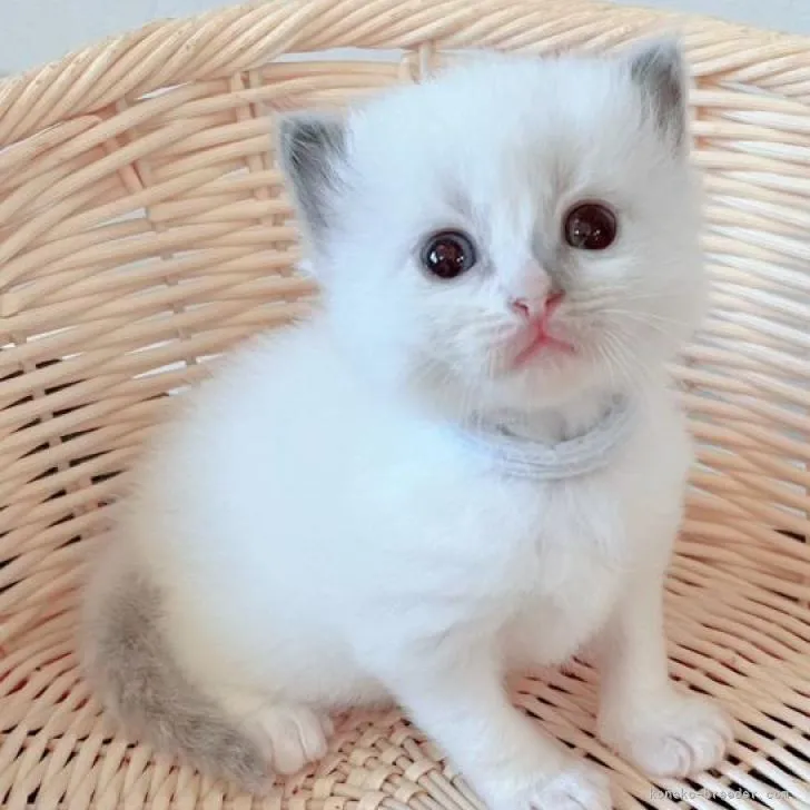 ID:2210-01932の子猫
