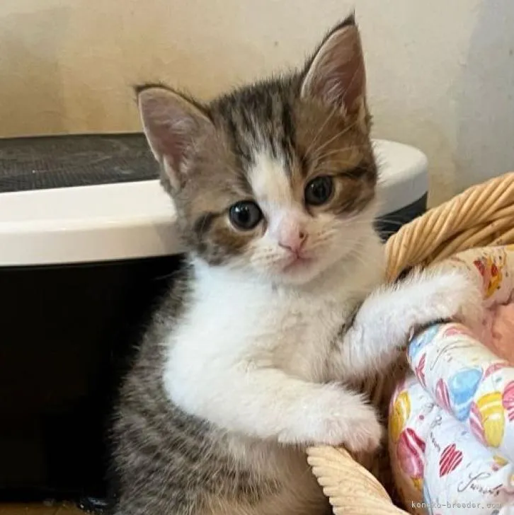 ID：2206-03237の子猫