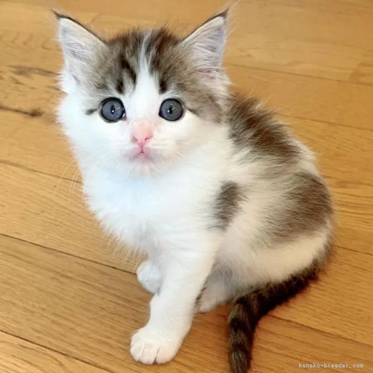 ID：2207-02402の子猫