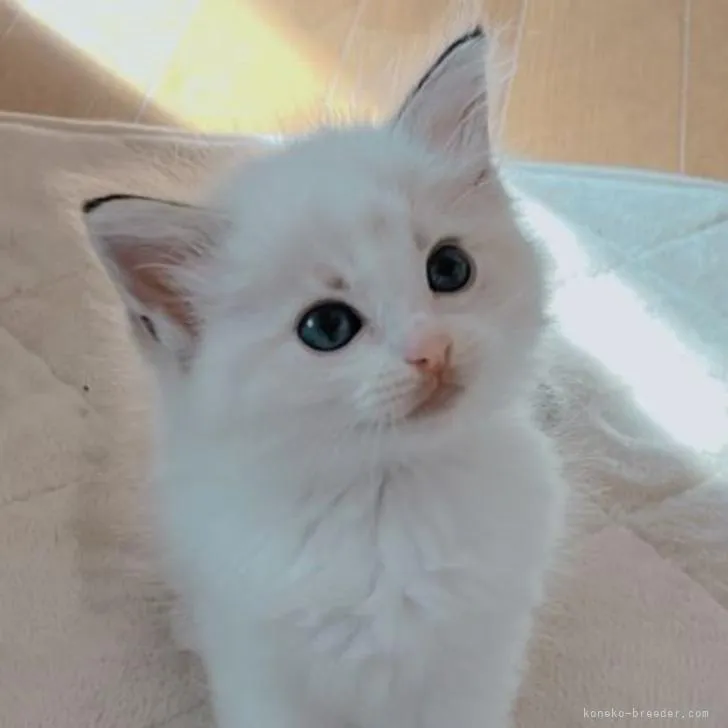 ID:2211-01958の子猫