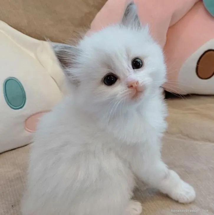 ID:2211-00635の子猫