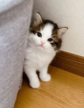 マンチカン(長足)【福島県・男の子・2021年9月21日・ブラウンマッカレルタビー&ホワイト（ロングヘア）】の写真「メチャメチャ可愛い男の子(≧▽≦)。」