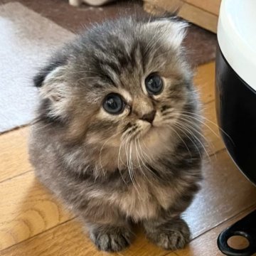 ミヌエット【福島県・女の子・2023年7月25日・ブラウンパッチドタビー】の写真「クリクリのお目々が可愛い女の子です(*´꒳`*)」