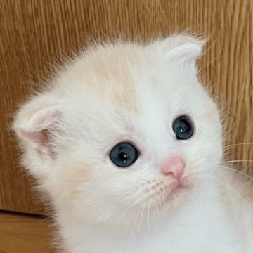 ミヌエット【福島県・男の子・2023年7月25日・クリーム&ホワイト】の写真「元気な可愛い男の子です(*´꒳`*)。」