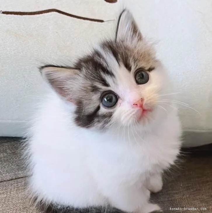 トット 様のお迎えした子猫