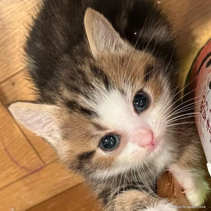 ID:2206-03247の子猫